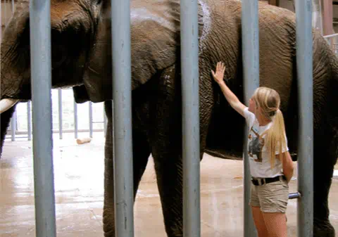 Veterinary student with elephant