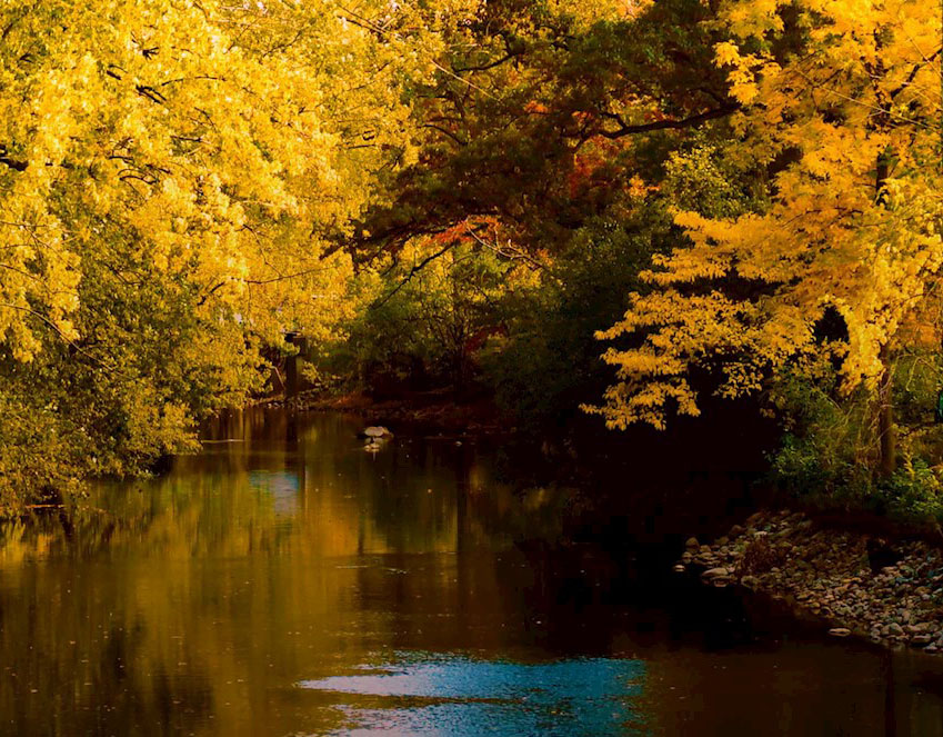 Fall trees along the Red Cedar River. 