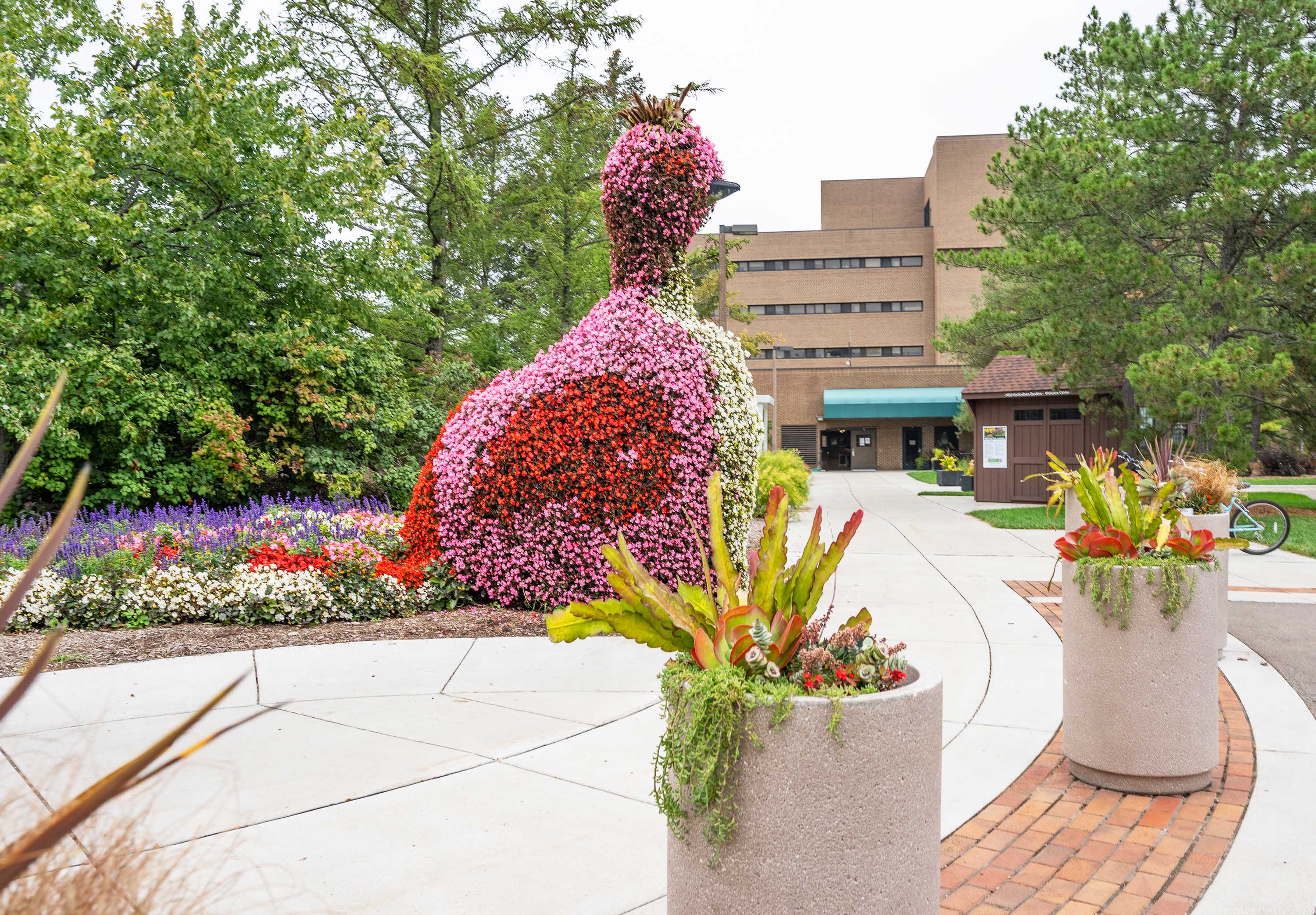 "Wilbir" the peacock-shaped floral topiary in the MSU Horticulture Gardens
