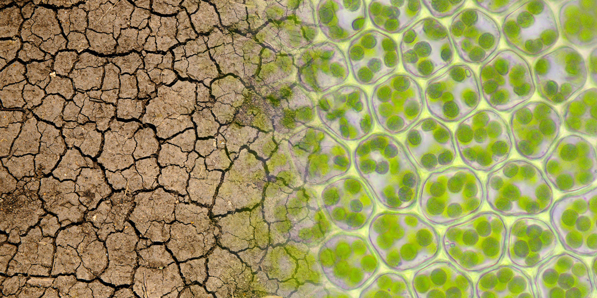 : A photograph of brown, cracked and arid land dissolves into a microscope image of green plant cells.