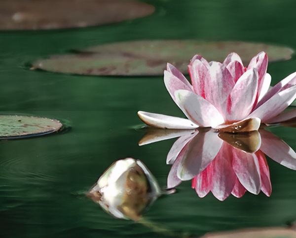 Image of a pink water lily on water with green background.